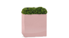 Lupin Pink Cube