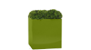 Olive Cube