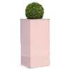 Lupin Pink Pillar